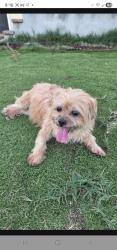 Found/Stray Female Dog last seen Gareloch Ave., Azusa, CA 91702
