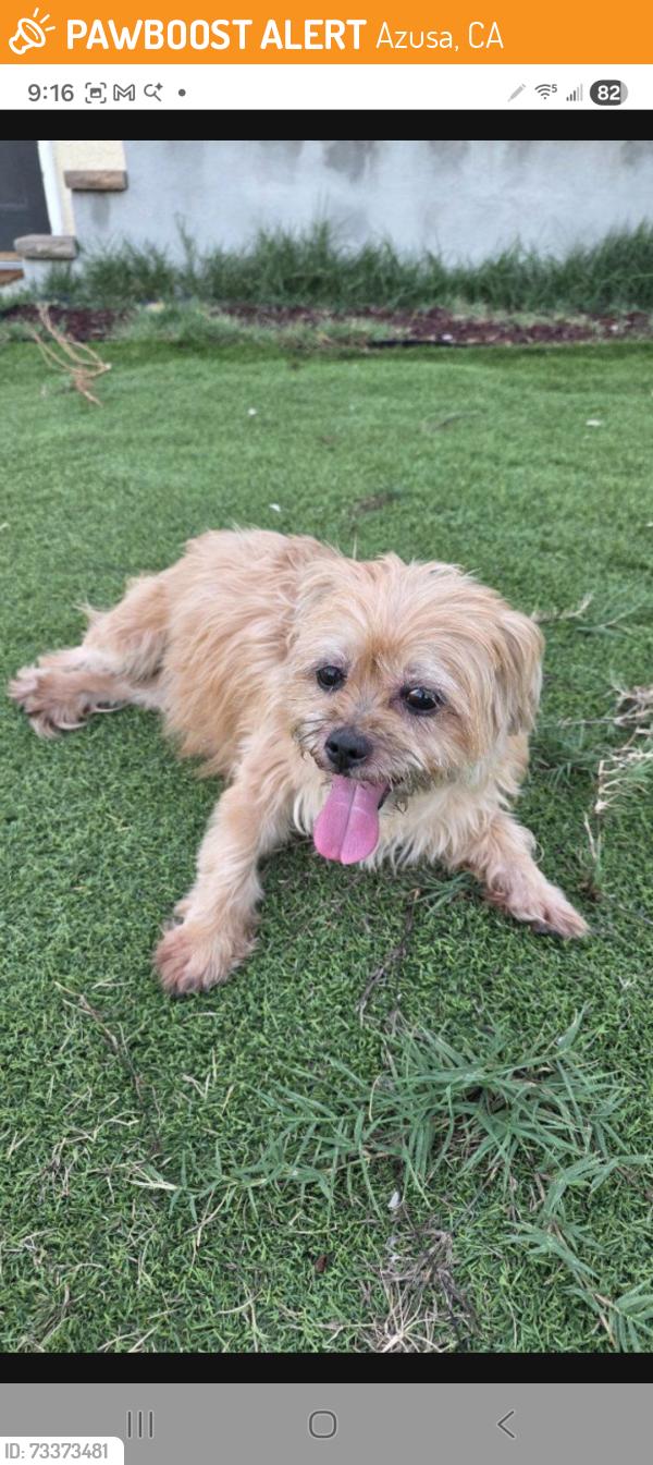 Found/Stray Female Dog last seen Gareloch Ave., Azusa, CA 91702