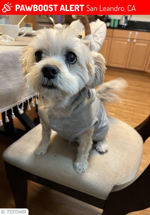 Lost Male Dog last seen 163rd avenue, San Leandro, CA 94578