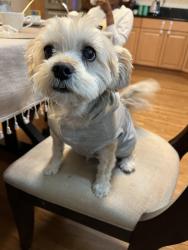 Lost Male Dog last seen 163rd avenue, San Leandro, CA 94578