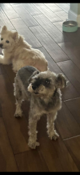 Lost Female Dog last seen 152nd and 60th, Bristol, WI 53104