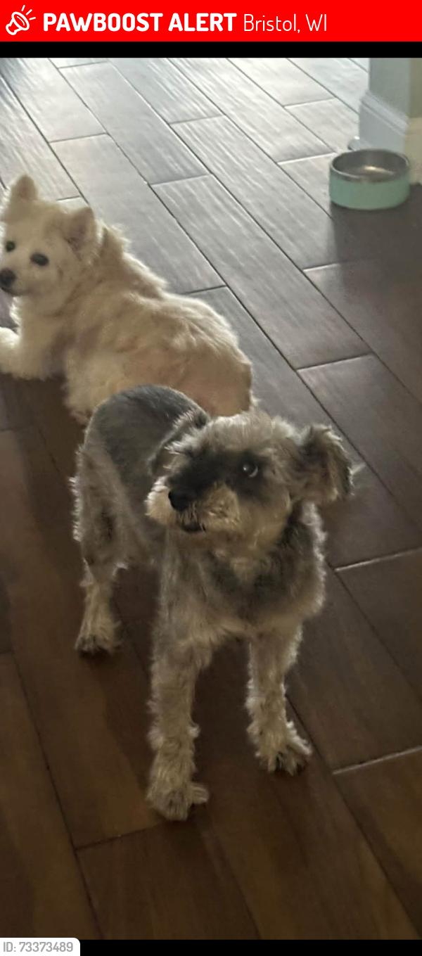 Lost Female Dog last seen 152nd and 60th, Bristol, WI 53104