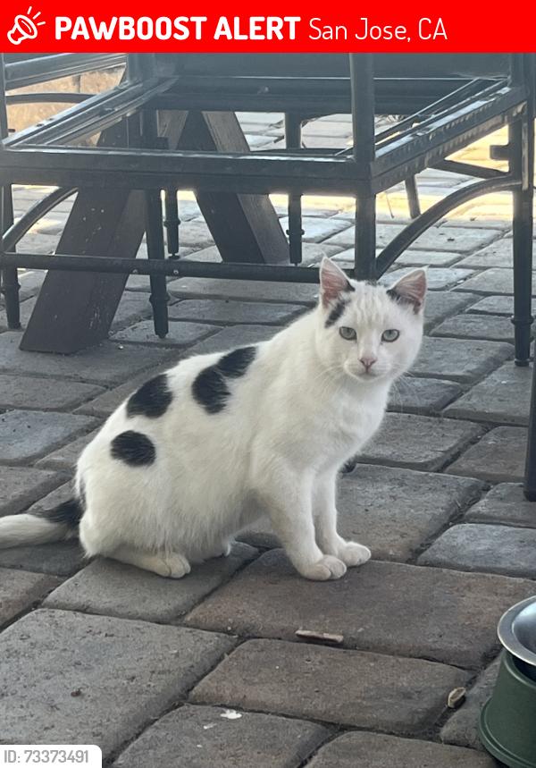 Lost Male Cat last seen Near Story Ct, San Jose, CA 95127, San Jose, CA 95127