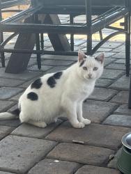 Lost Male Cat last seen Near Story Ct, San Jose, CA 95127, San Jose, CA 95127