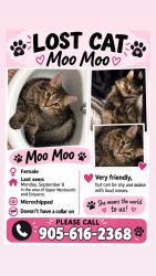 Lost Female Cat last seen Upper wentworth and emperor, Hamilton, ON L9B 2K4