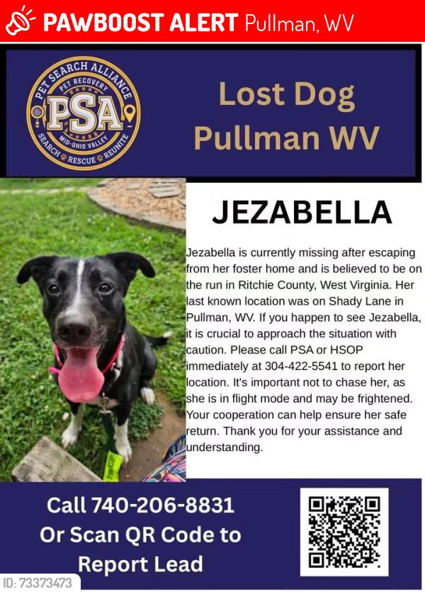 Lost Female Dog last seen Rt 74 and pennsboro rd Pullman, wv, Pullman, WV 26421