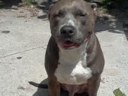 Reunited Male Dog last seen Sunbeam Rd, Jacksonville, FL, USA, Jacksonville, FL 32257