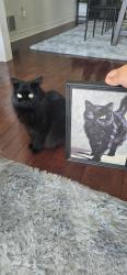 Reunited Female Cat last seen Near Topham Crescent, Richmond Hill, ON L4C 9H1, Canada, Richmond Hill, ON L4C 9H1