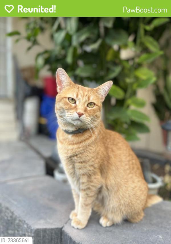 Reunited Female Cat last seen Jamacha rd / Jamacha Blvd, Spring Valley, CA 91977