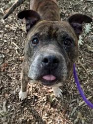 Shelter Stray Male Dog last seen Near Braddish Ave., 21216, MD, 2490 Giles Rd, Baltimore, MD 21225, USA