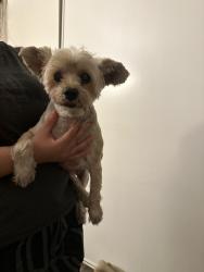 Found/Stray Male Dog last seen 164th Ave San Leandro, Alameda County, CA 94578