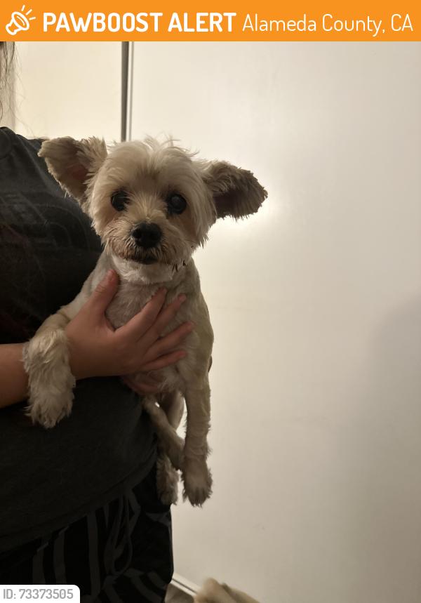Found/Stray Male Dog last seen 164th Ave San Leandro, Alameda County, CA 94578
