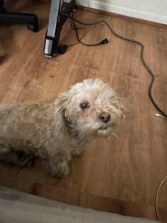 Reunited Female Dog last seen Near s 55th st, Temple, TX 76504