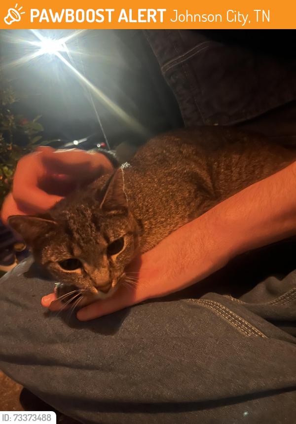 Found/Stray Female Cat last seen Pecan Court apmts, Johnson City, TN 37604