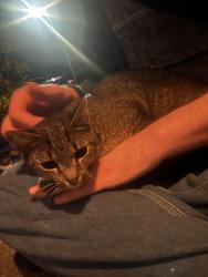 Found/Stray Female Cat last seen Pecan Court apmts, Johnson City, TN 37604