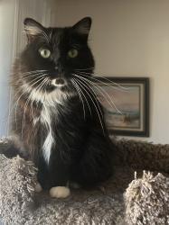 Reunited Female Cat last seen Near Kitt Answtt, Sun City CA, Menifee, CA 92586