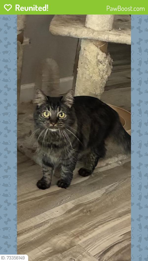 Reunited Female Cat last seen Heatherglen Terrace, Fort Worth, TX 76179, USA, Fort Worth, TX 76179
