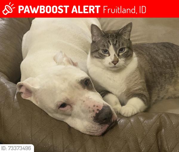 Lost Male Cat last seen 3rd st treasure valley classical academy, Fruitland, ID 83619