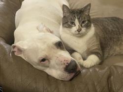 Lost Male Cat last seen 3rd st treasure valley classical academy, Fruitland, ID 83619