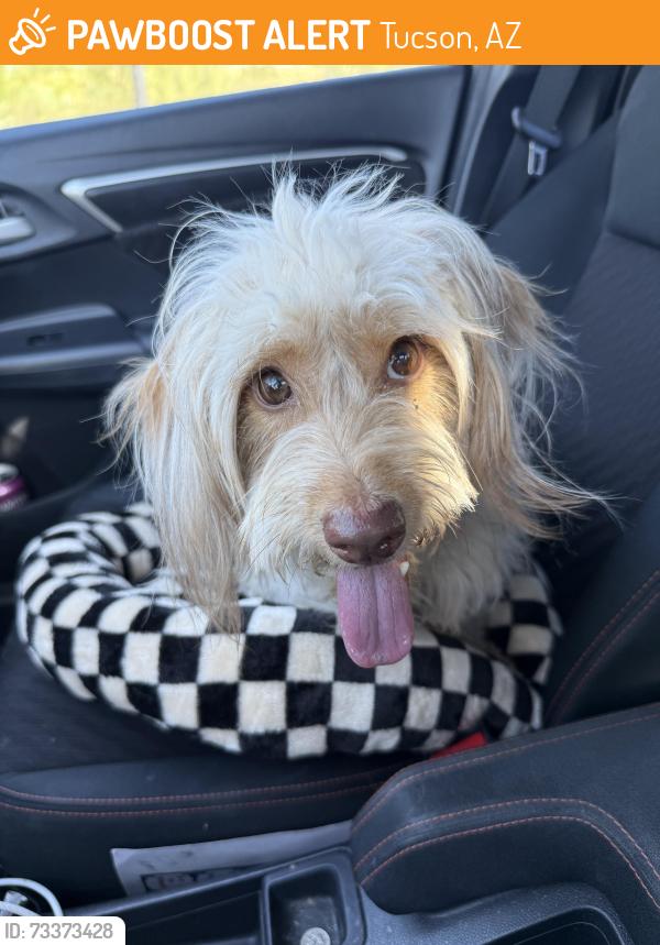 Found/Stray Female Dog last seen 36th and S Park Ave, Tucson, AZ 85713