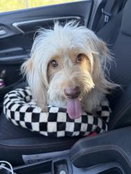Found/Stray Female Dog last seen 36th and S Park Ave, Tucson, AZ 85713