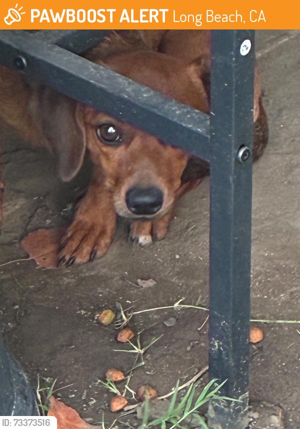 Found/Stray Male Dog last seen 20th and locust ave, Long Beach, CA 90807