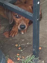Found/Stray Male Dog last seen 20th and locust ave, Long Beach, CA 90807