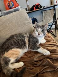 Lost Female Cat last seen Inglewood and 190th, Redondo Beach, CA 90278