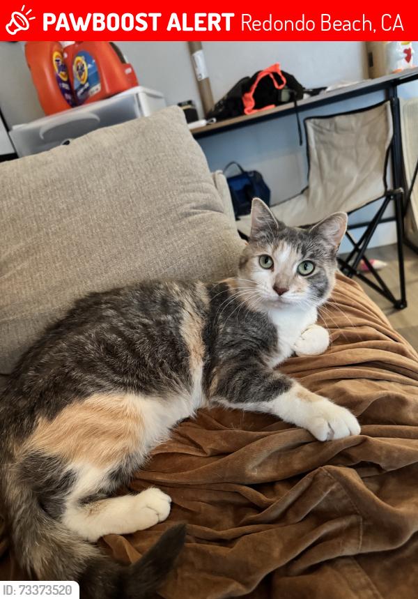 Lost Female Cat last seen Inglewood and 190th, Redondo Beach, CA 90278