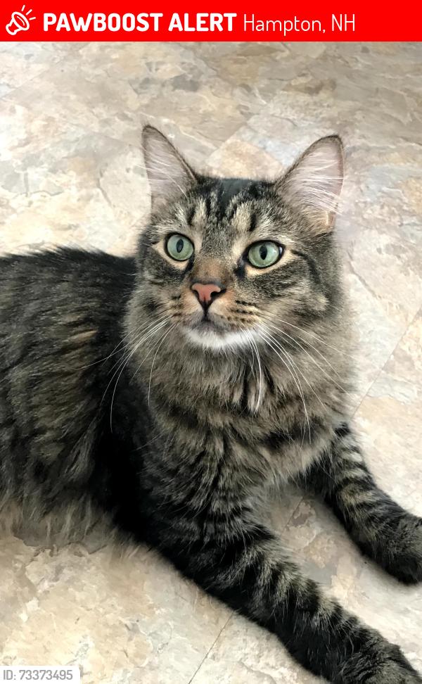 Lost Female Cat last seen Appleton Oaks on the corner is my home on Drakeside Ave, Hampton, NH 03842