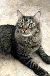 Lost Female Cat last seen Appleton Oaks on the corner is my home on Drakeside Ave, Hampton, NH 03842