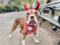 Shelter Stray Male Dog last seen Crotona Avenue, BRONX, NY, 10457, 326 E 110th St, New York, NY 10029, USA