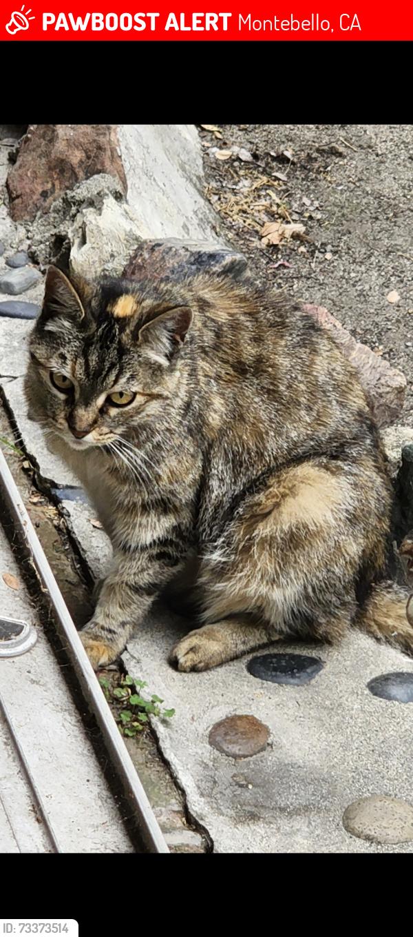 Lost Female Cat last seen Beverly Blvd. & Spruce St., Montebello, CA 90640