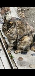 Lost Female Cat last seen Beverly Blvd. & Spruce St., Montebello, CA 90640