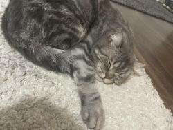 Lost Male Cat last seen Near ne Covington rd, Vancouver, WA 98662