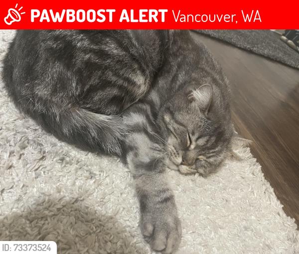 Lost Male Cat last seen Near ne Covington rd, Vancouver, WA 98662