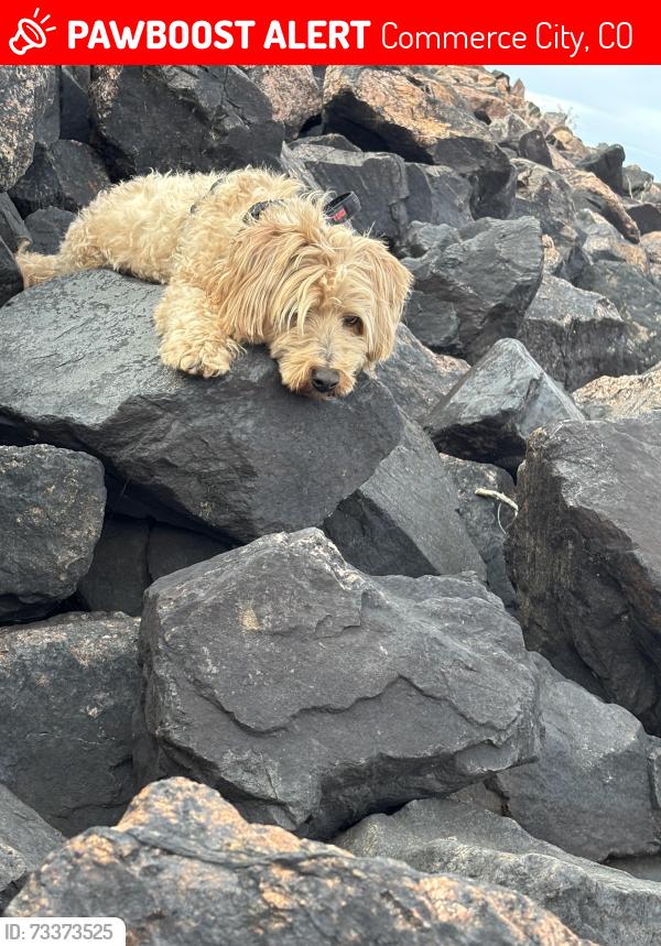 Lost Male Dog last seen Commerce city CO, Commerce City, CO 80022