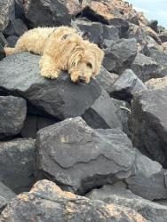 Lost Male Dog last seen Commerce city CO, Commerce City, CO 80022
