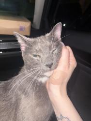 Found/Stray Male Cat last seen Corner of Brookdale park and Carry Lane, Irondequoit, NY 14609