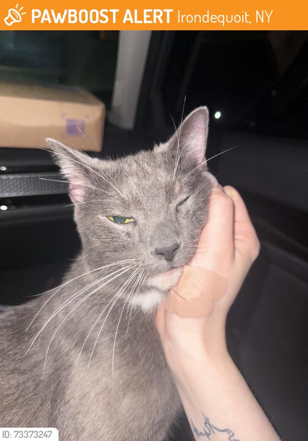 Found/Stray Male Cat last seen Corner of Brookdale park and Carry Lane, Irondequoit, NY 14609
