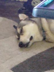 Reunited Male Dog last seen Alabaster and pyrite or alabaster and rosewood, Killeen, TX 76542