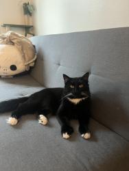 Lost Male Cat last seen Big horn and philta, Elk Grove, CA 95757