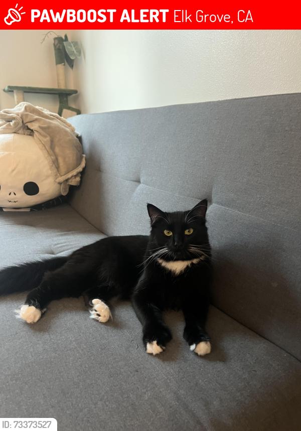 Lost Male Cat last seen Big horn and philta, Elk Grove, CA 95757