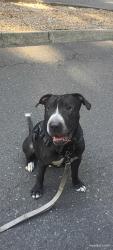 Lost Male Dog last seen Safeway parking lot grants pass, Grants Pass, OR 97526