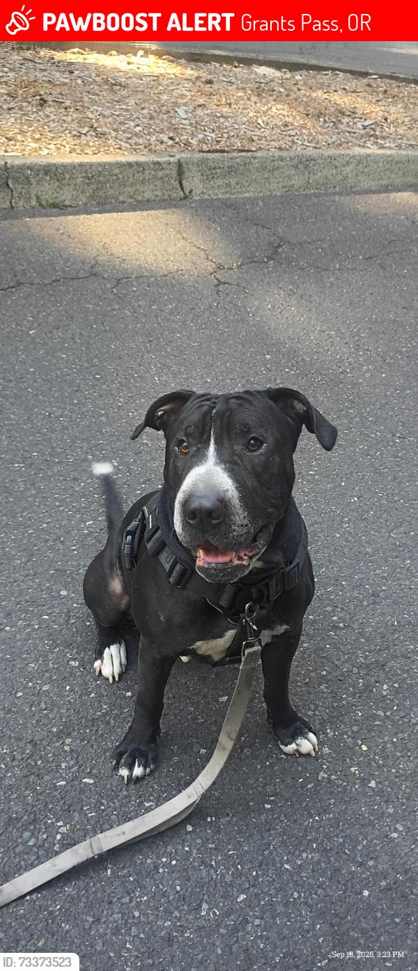Lost Male Dog last seen Safeway parking lot grants pass, Grants Pass, OR 97526