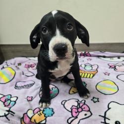 Shelter Stray Female Dog last seen , 361 S Raymond Ave, Pasadena, CA 91105, USA