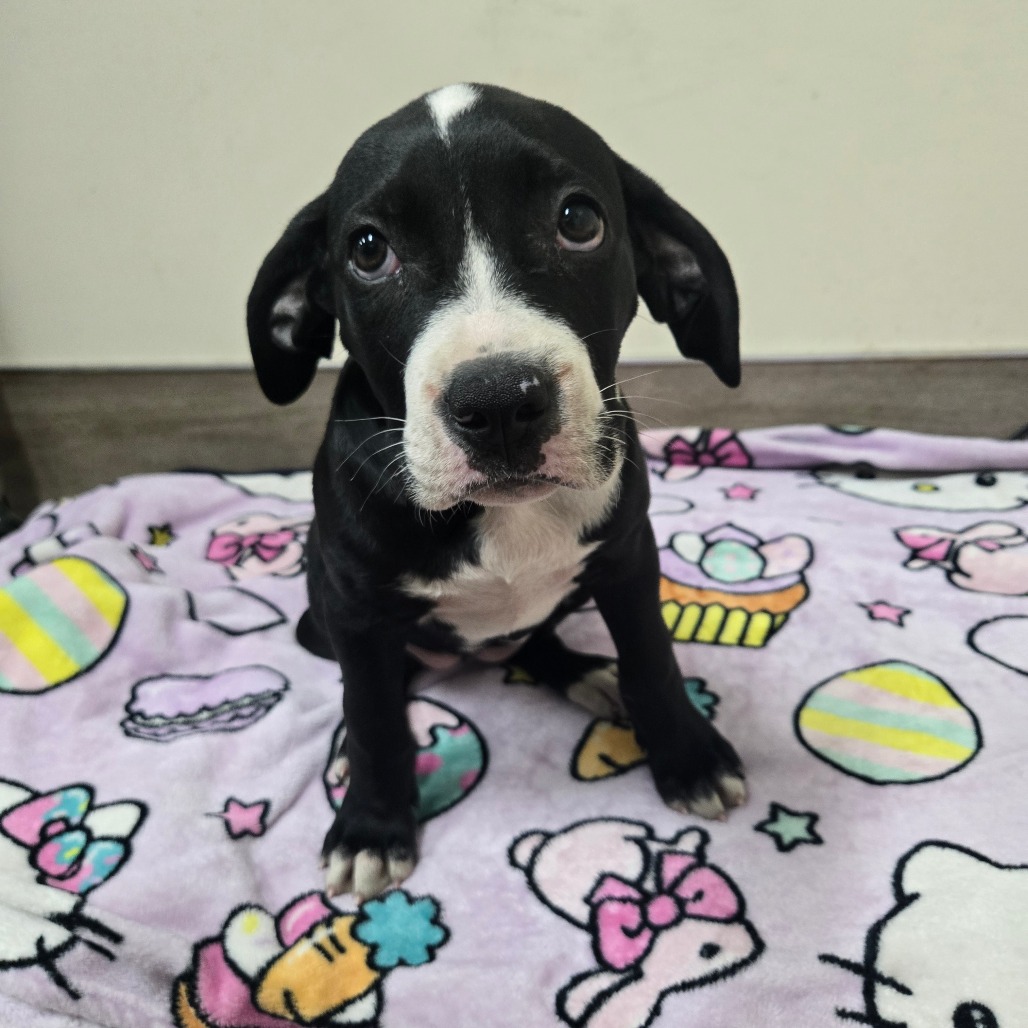 Shelter Stray Female Dog last seen , 361 S Raymond Ave, Pasadena, CA 91105, USA