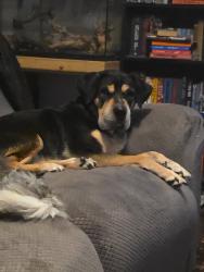 Reunited Male Dog last seen Alabaster and pyrite or alabaster and rosewood, Killeen, TX 76542