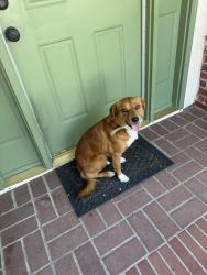 Found/Stray Male Dog last seen Barrus Avenue, Pittsburg, CA 94565