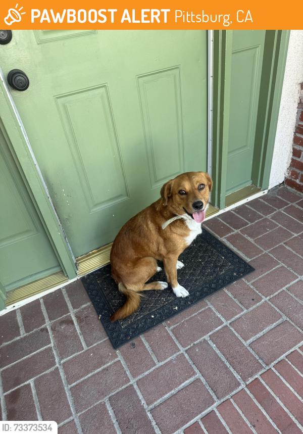 Found/Stray Male Dog last seen Barrus Avenue, Pittsburg, CA 94565